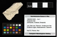 Foto (Objekt + Etiketten) von Decapoda indet. 